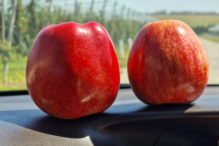 Продаются яблоки Гала Шніко- фото № 1