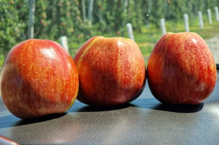 Продаются яблоки Гала Шніко- фото № 2