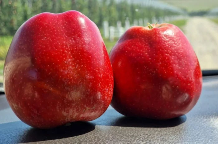 Продаются яблоки Гала Шніко- фото № 3