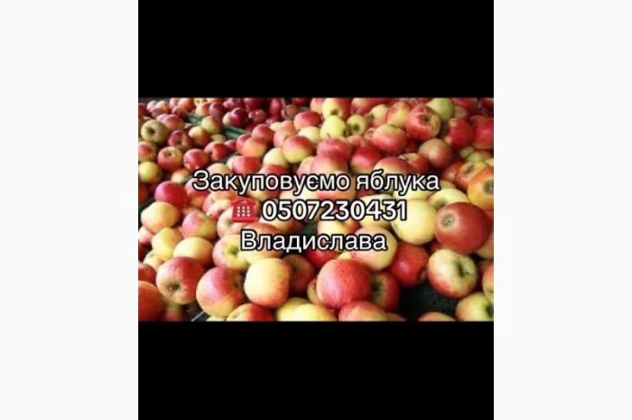 Закуповуємо яблука від населення та оптовиків в необмеженій кількості- фото № 1