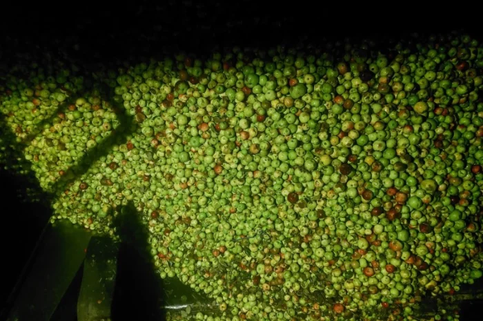 Куплю яблоки для переработки от 24 до 35 тонн самовывозом- фото № 1