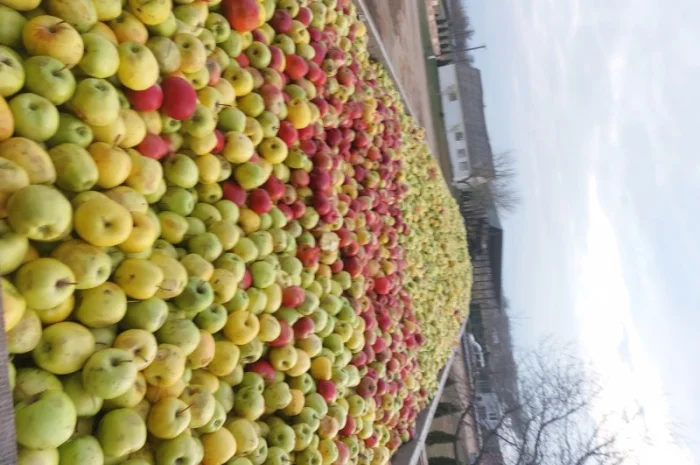 Куплю яблоки на переработку самовывоз от 24 тонн- фото № 1