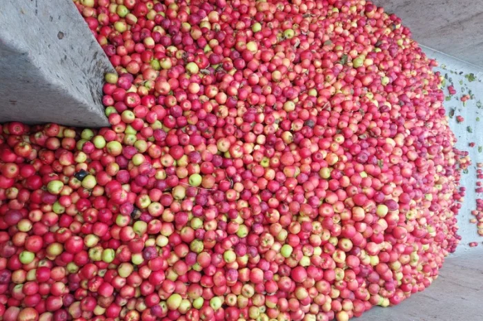 Куплю яблоки на переработку самовывоз от 24 тонн- фото № 2