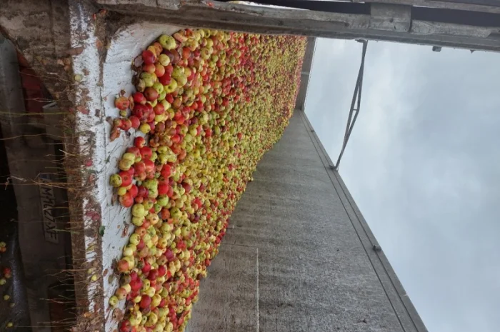 Куплю яблоки на переработку самовывоз от 24 тонн- фото № 3