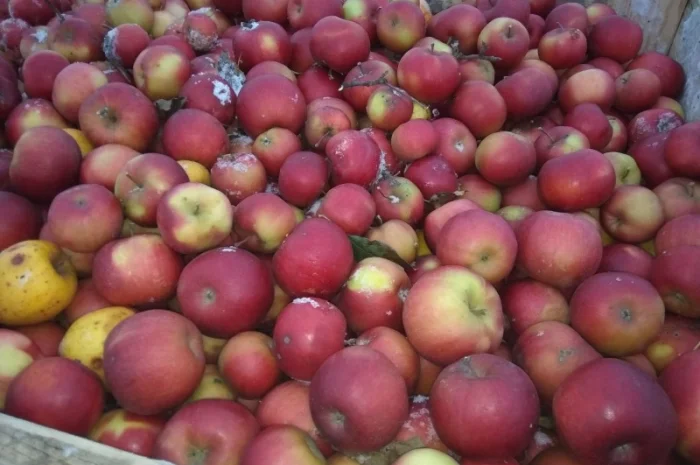 Закупка яблок для сока- фото № 1