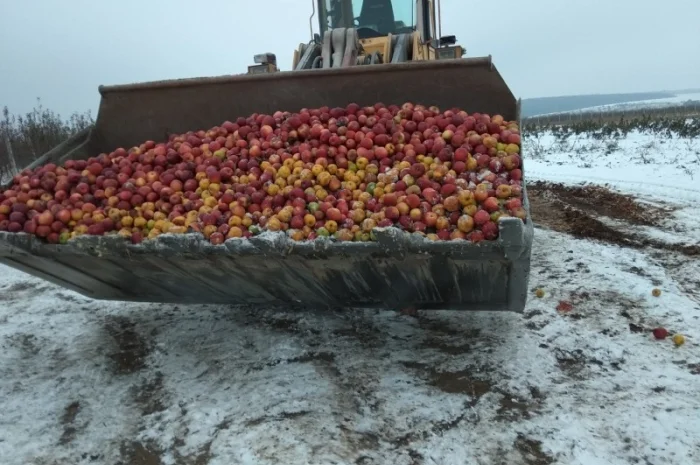 Яблоки на переробку на сік- фото № 1