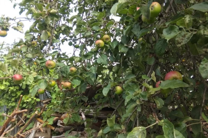 Яблоки груши на сік закупка- фото № 1