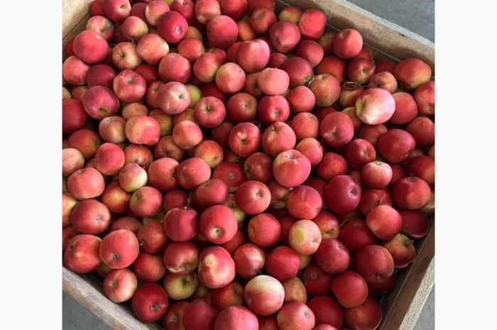 Продается качественное яблоко- фото № 1