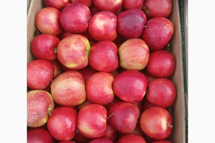 Продается качественное яблоко- фото № 11