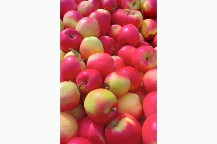 Продается качественное яблоко- фото № 2