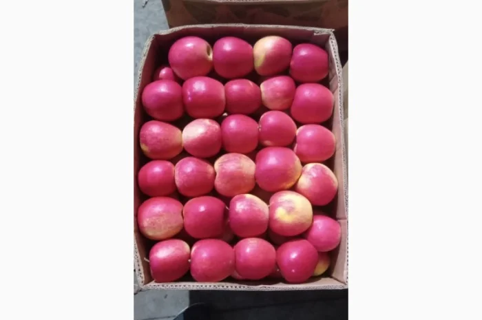 Продается качественное яблоко- фото № 3