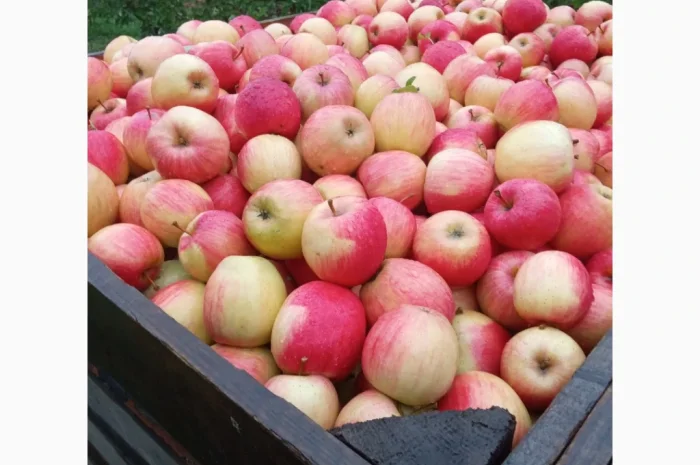 Продается качественное яблоко- фото № 5