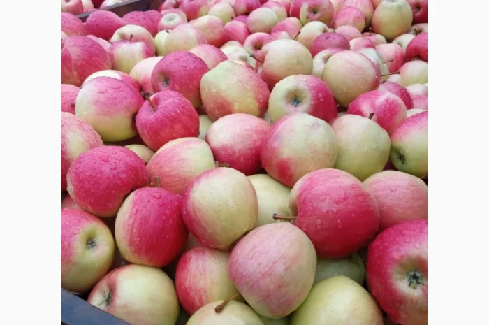 Продается качественное яблоко- фото № 6