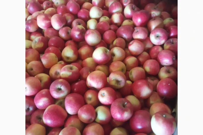 Продается качественное яблоко- фото № 7