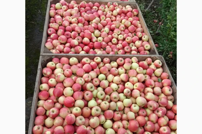 Продается качественное яблоко- фото № 8