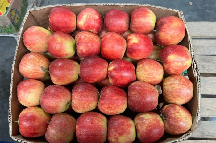 Продается качественное яблоко- фото № 9