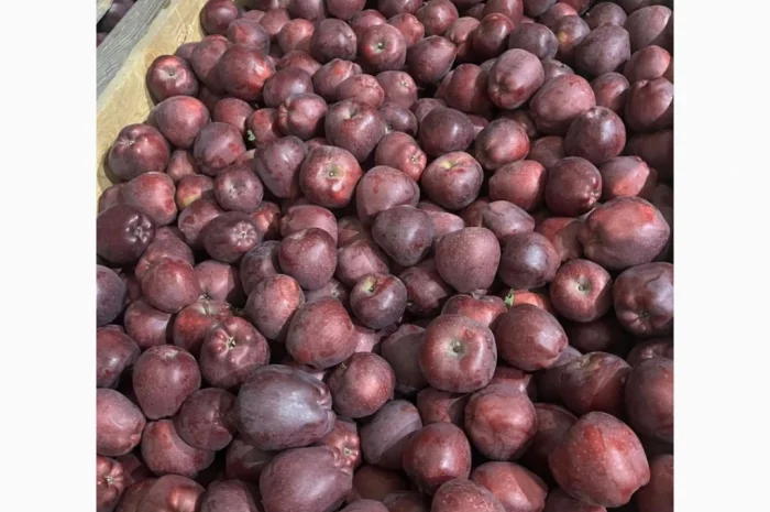 Продаються яблука: Голден, Фуджі, Джеромін, Гала, якісні- фото № 3