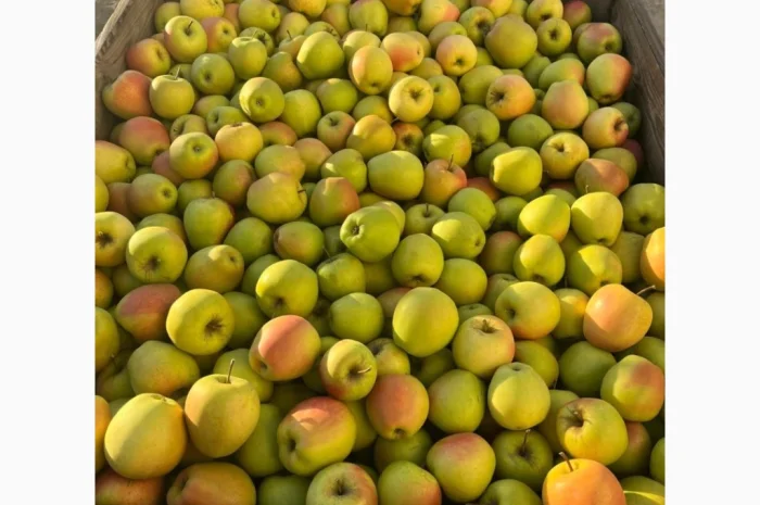 Продаються яблука: Голден, Фуджі, Джеромін, Гала, якісні- фото № 7