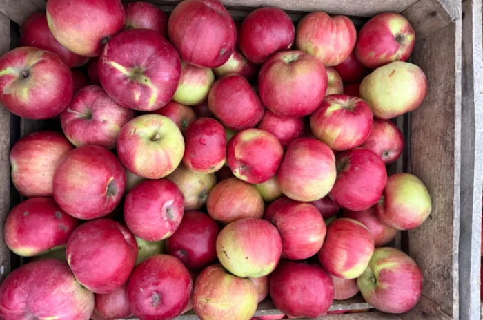 Пропоную яблука сорту Айдарет- фото № 2