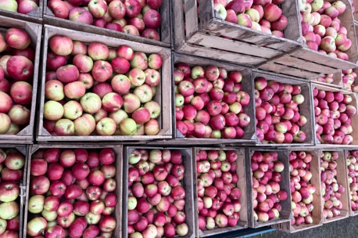 Пропоную яблука сорту Айдарет- фото № 3