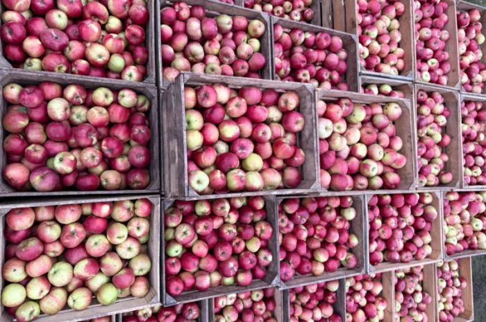 Пропонуються яблука сортів Спартан та Айдарет- фото № 3