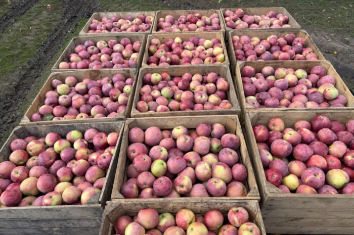 Пропонуються яблука сортів Спартан та Айдарет- фото № 4