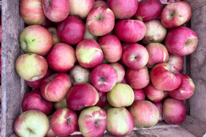 Продаж яблук сортів Спартан та Айдарет- фото № 2