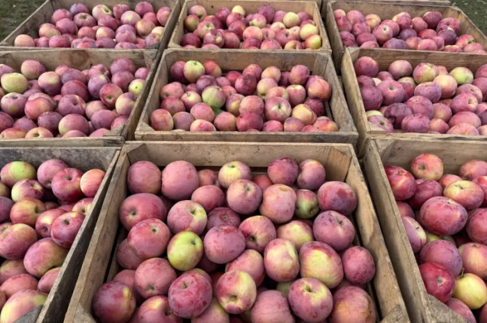 Продаются яблоки сортов Спартан и Айдарет- фото № 6