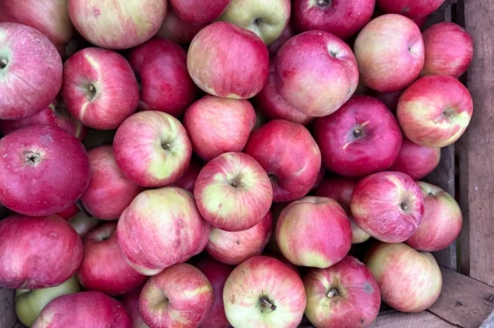 Пропонуються яблука сорту Спартан та Айдарет- фото № 1