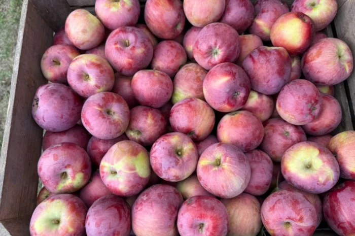 Пропонуються яблука сорту Спартан та Айдарет- фото № 3