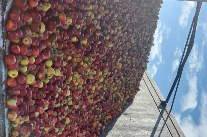 Купую яблука на переробку- фото № 1