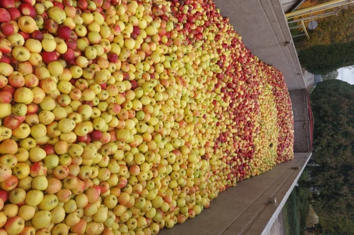 Купую яблука на переробку- фото № 2