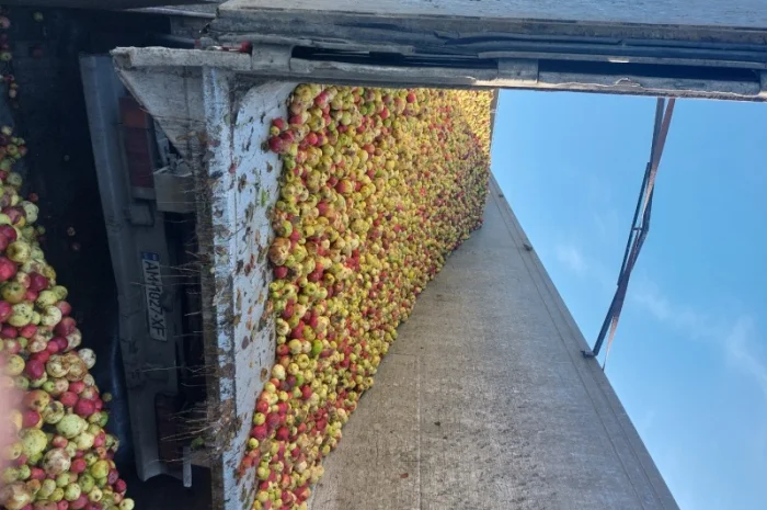 Купую яблука на переробку- фото № 3