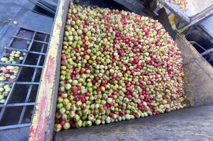 Купую яблука на переробку- фото № 4