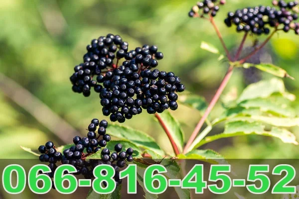 Купуємо бузину в будь яких обсягах- фото № 1