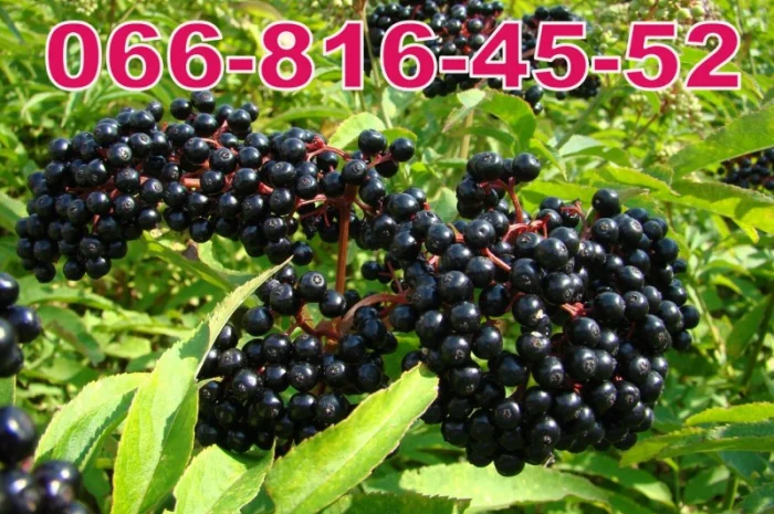 Закуповуємо на переробку та на бочку БУЗИНУ- фото № 1