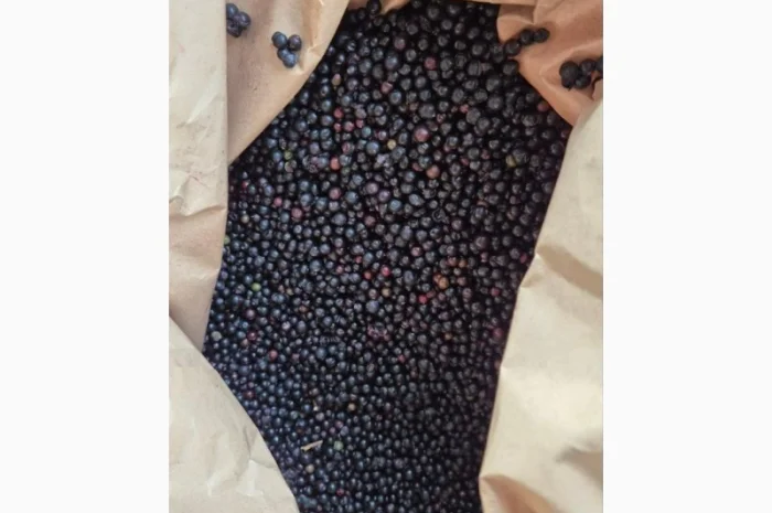 Продаю Бузину Заморожену Оптом- фото № 1