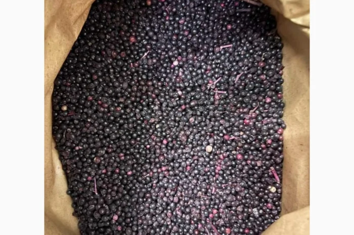 Продаю Бузину Заморожену Оптом- фото № 2