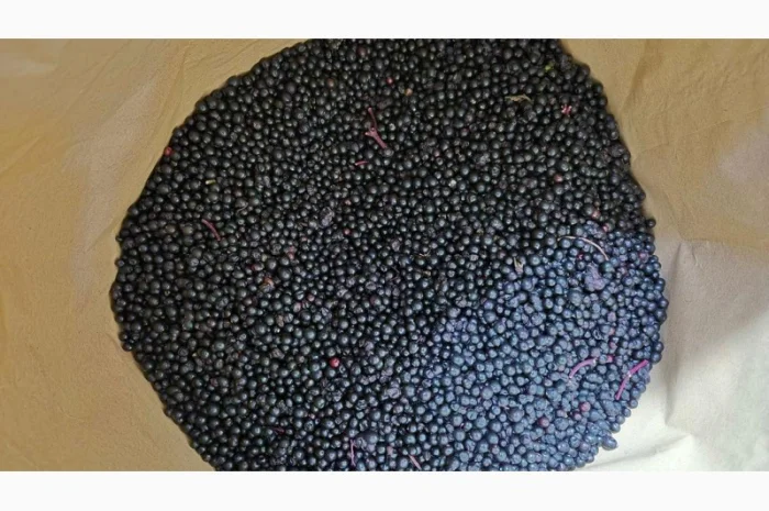 Продаю Бузину Заморожену Оптом- фото № 3