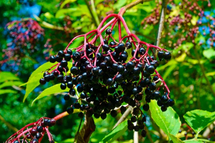 Купую свіжу та суху бузину- фото № 1