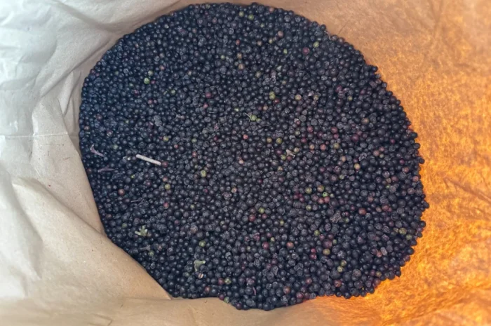 Продам Бузину заморожену- фото № 1