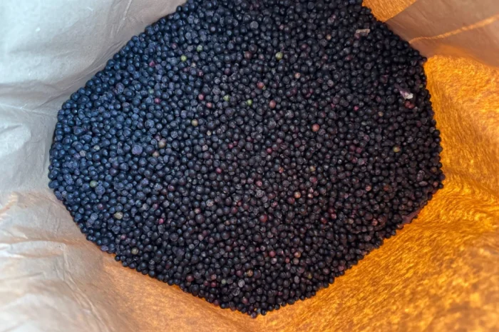 Продам Бузину заморожену- фото № 6