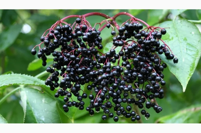 Куплю заморожену бузину оригінал- фото № 1