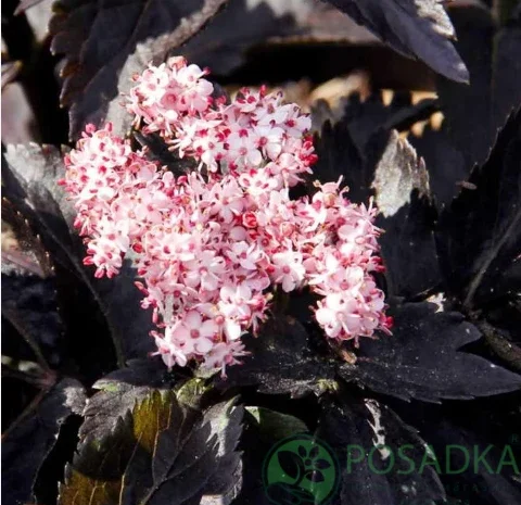 Бузина чорна Black Tower на продажу- фото № 2