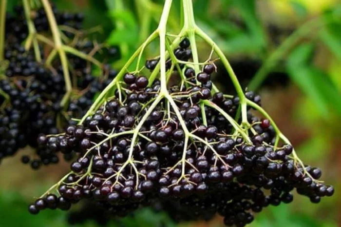 Купую бузину свіжу та заморожену оптом від 10 тонн- фото № 1