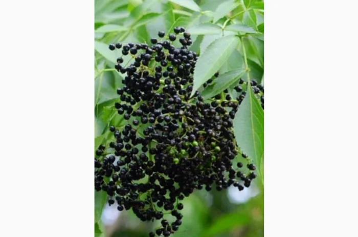 ХОРОШАЯ ЦЕНА.Купим сухую ягоду бузины.Самовывоз по Украине- фото № 1