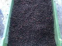 Покупаем замороженную бузину- фото № 1