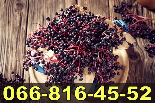 Закупівля бузини для переробки за високими цінами- фото № 1