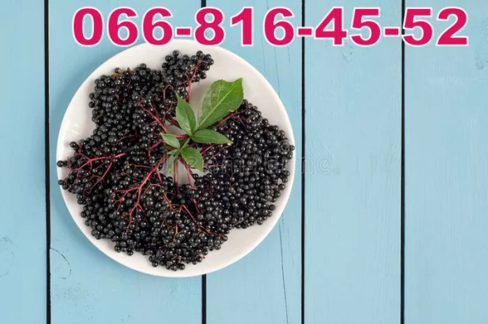 Купуємо бузину на Бочку та для заморозки- фото № 1