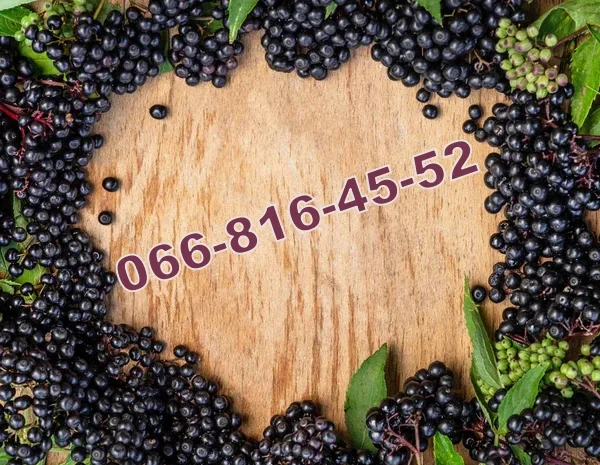 Закупка бузины 2025! Высокие цены и выгодные условия!- фото № 1